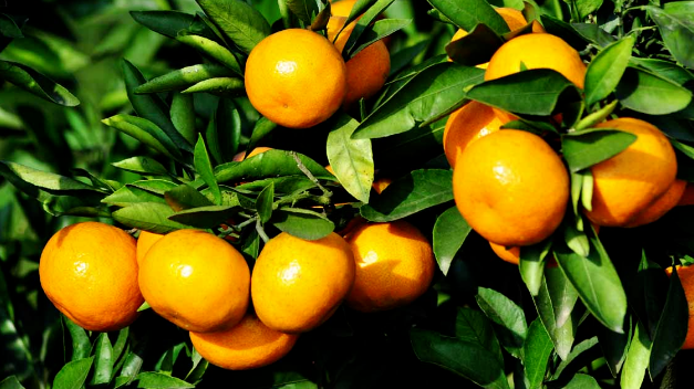 橙皮甙产品介绍