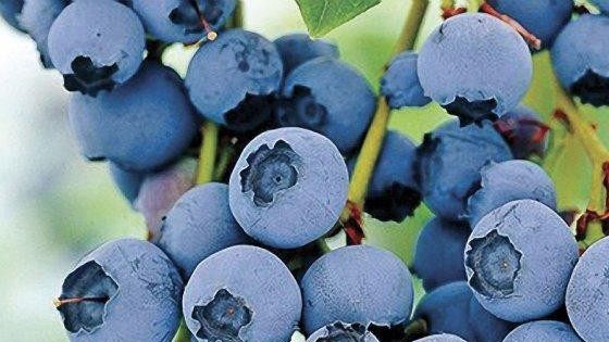 蓝莓粉的食用方法
