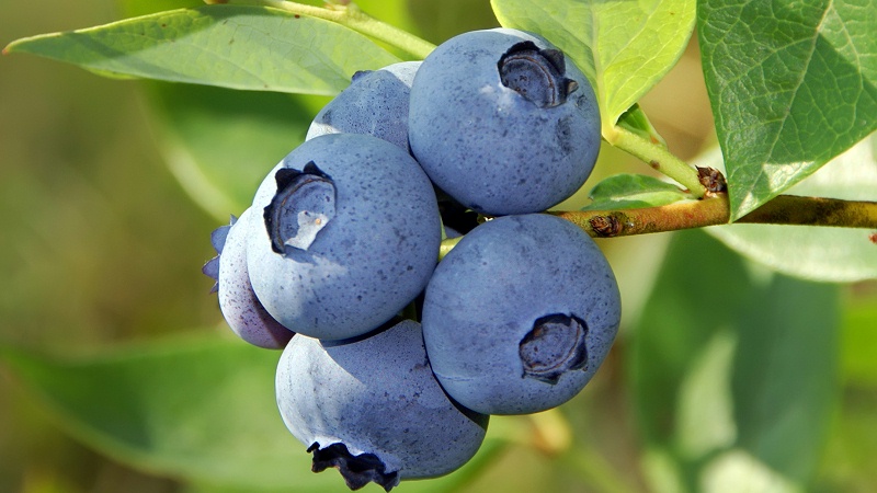 蓝莓10