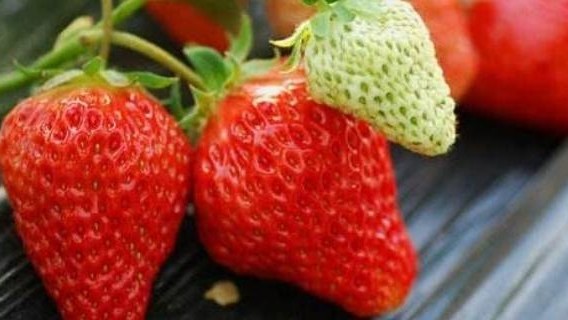 宾果小知识：草莓粉的营养价值及多种应用