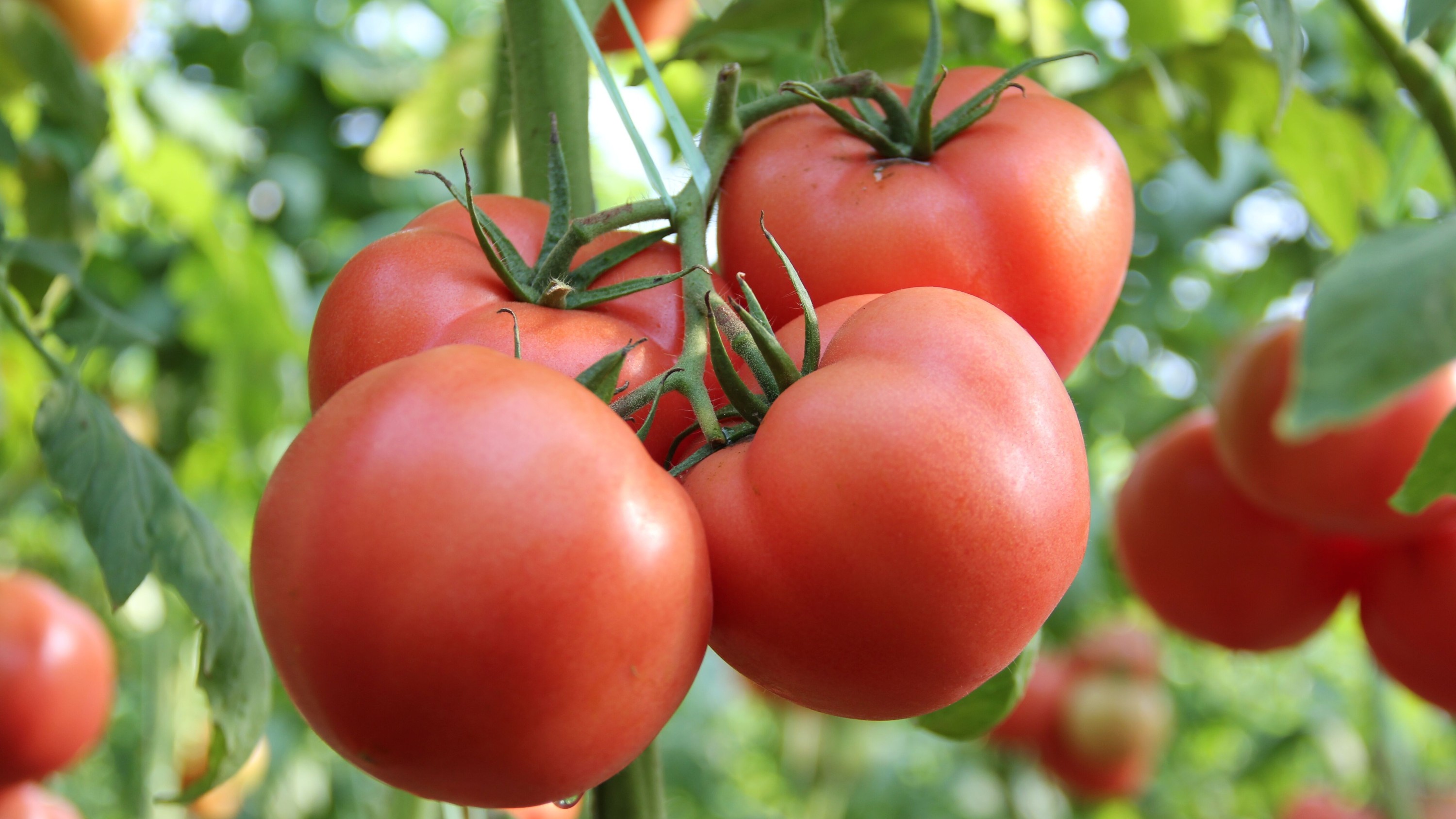 番茄粉的干燥方法有哪些