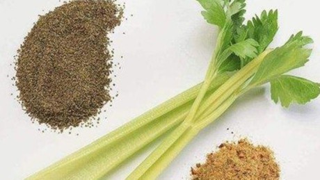芹菜籽提取物有什么营养成分？经常食用有哪些好处？