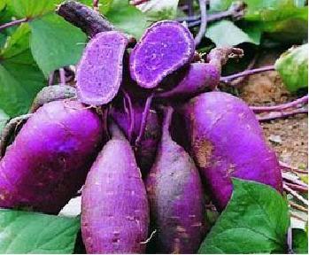 紫薯3